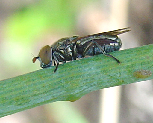 Dittero syirphidae: Riponnensia splendens  m & f